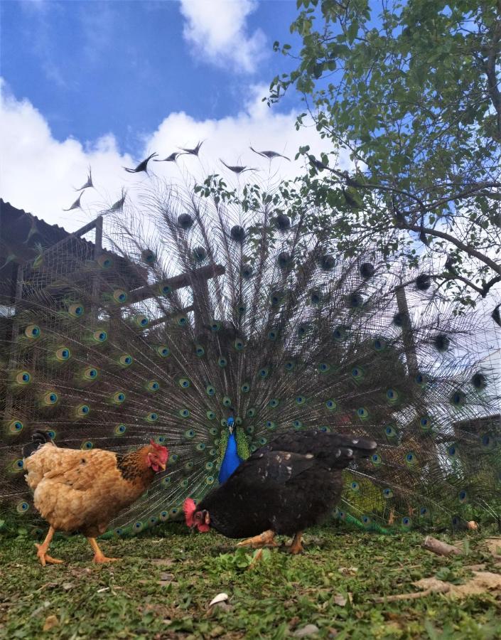 Monte Da Choca Pension São Teotónio Buitenkant foto